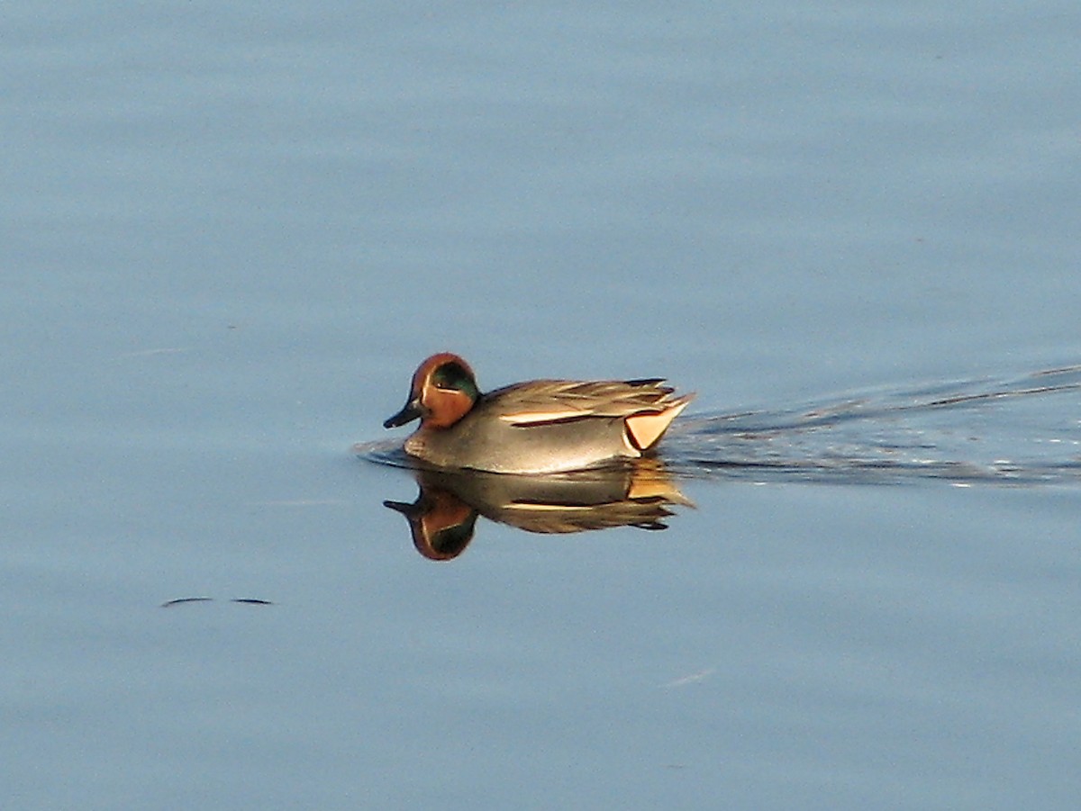 Green-winged Teal (Eurasian) - ML615406226