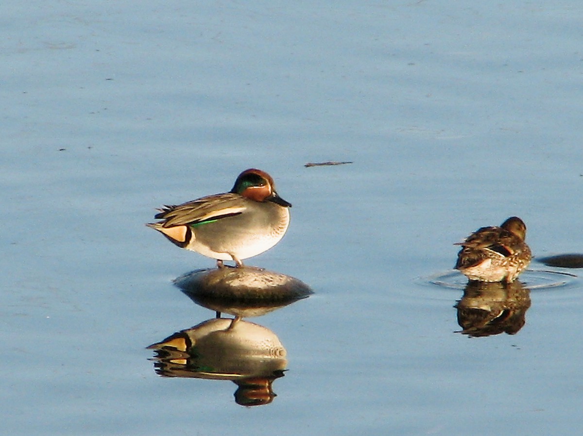 Green-winged Teal (Eurasian) - ML615406227