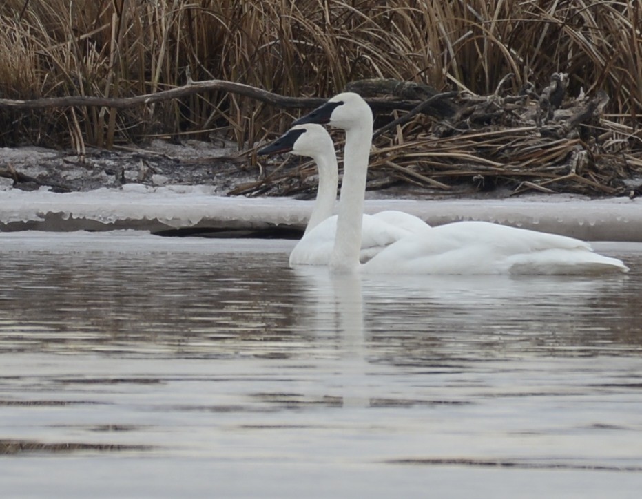 Trumpeter Swan - Spencer Vanderhoof