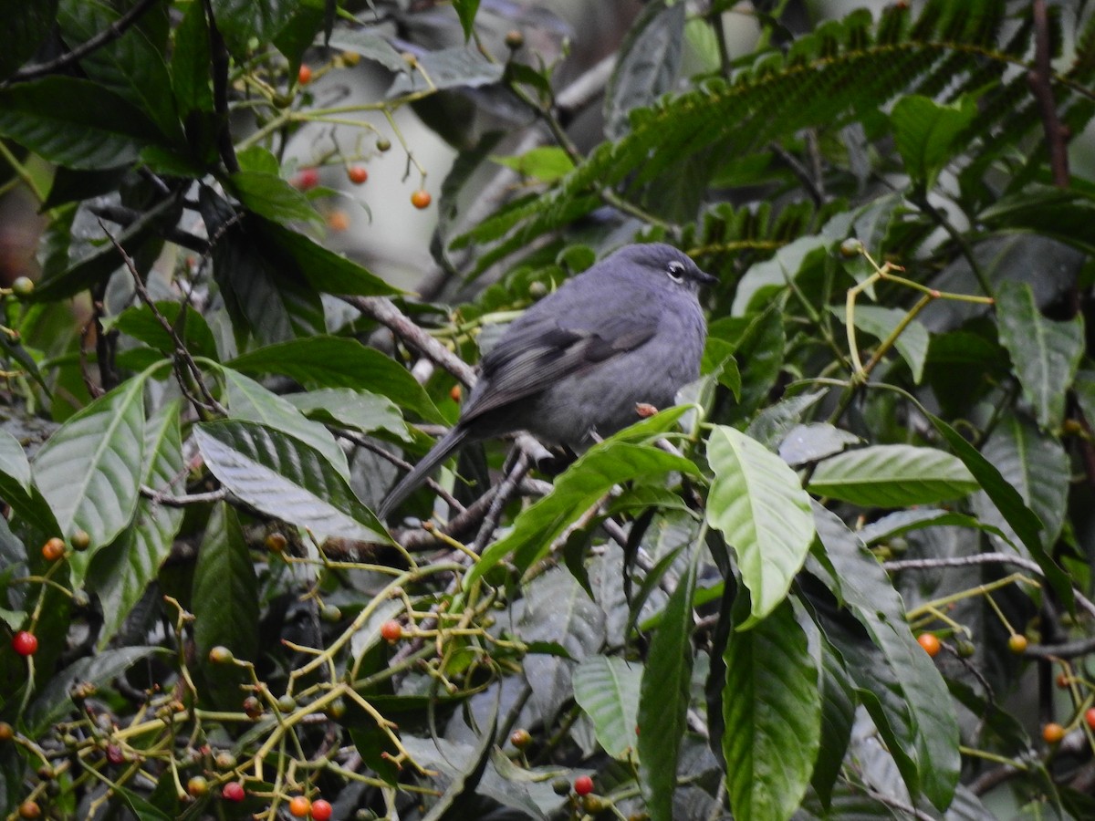 Slate-colored Solitaire - Otto Alvarado