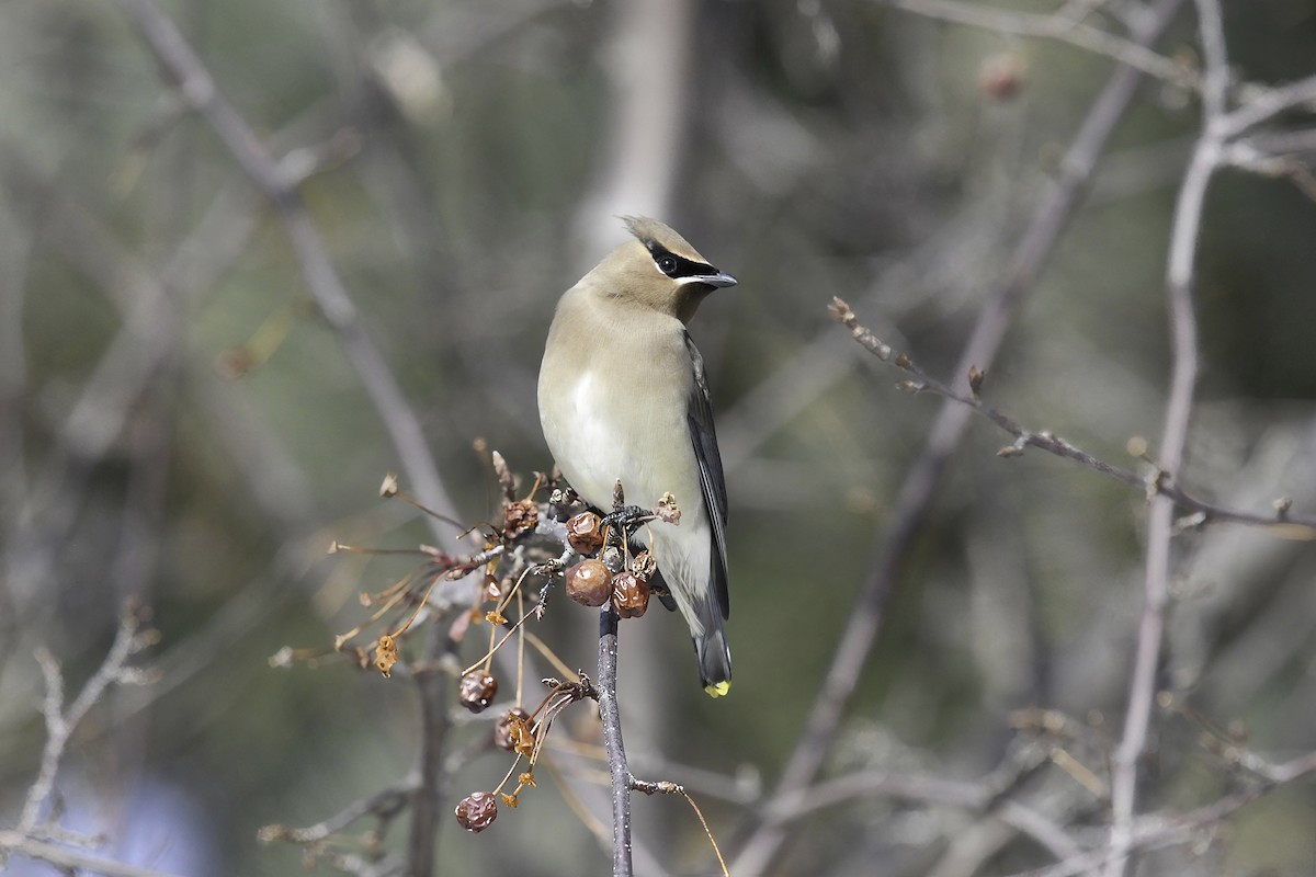 Cedar Waxwing - ML615406513