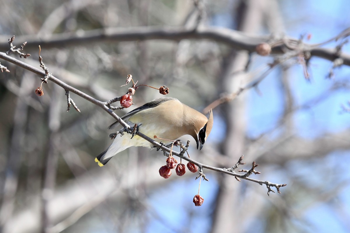 Cedar Waxwing - ML615406515