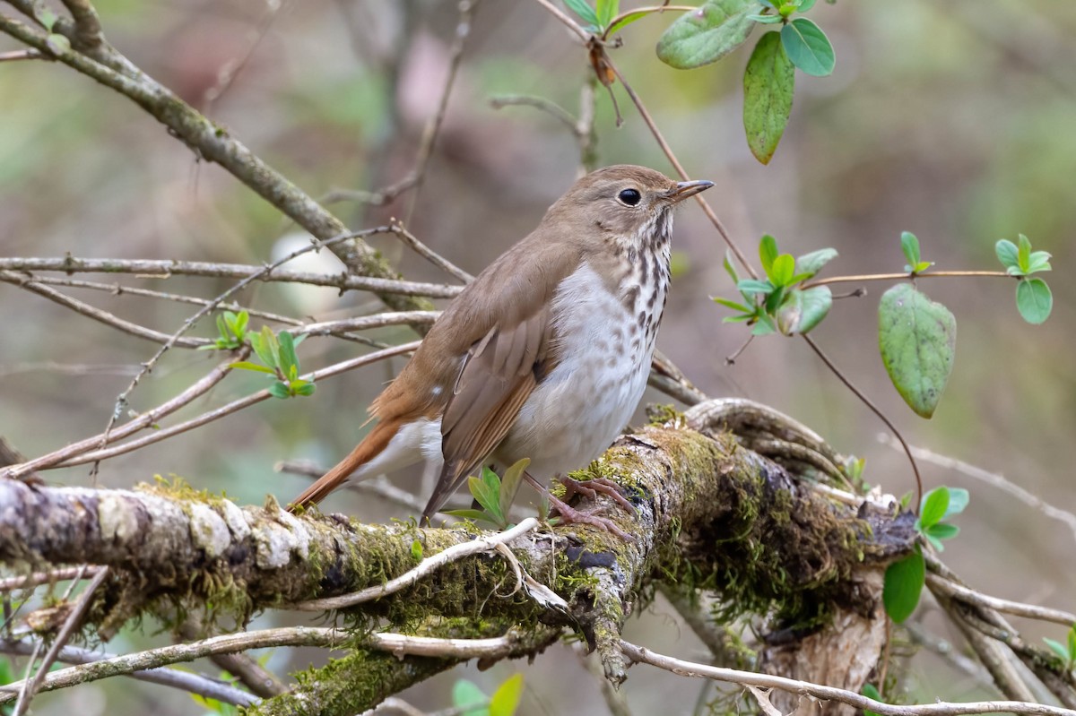 Hermit Thrush - ML615406525