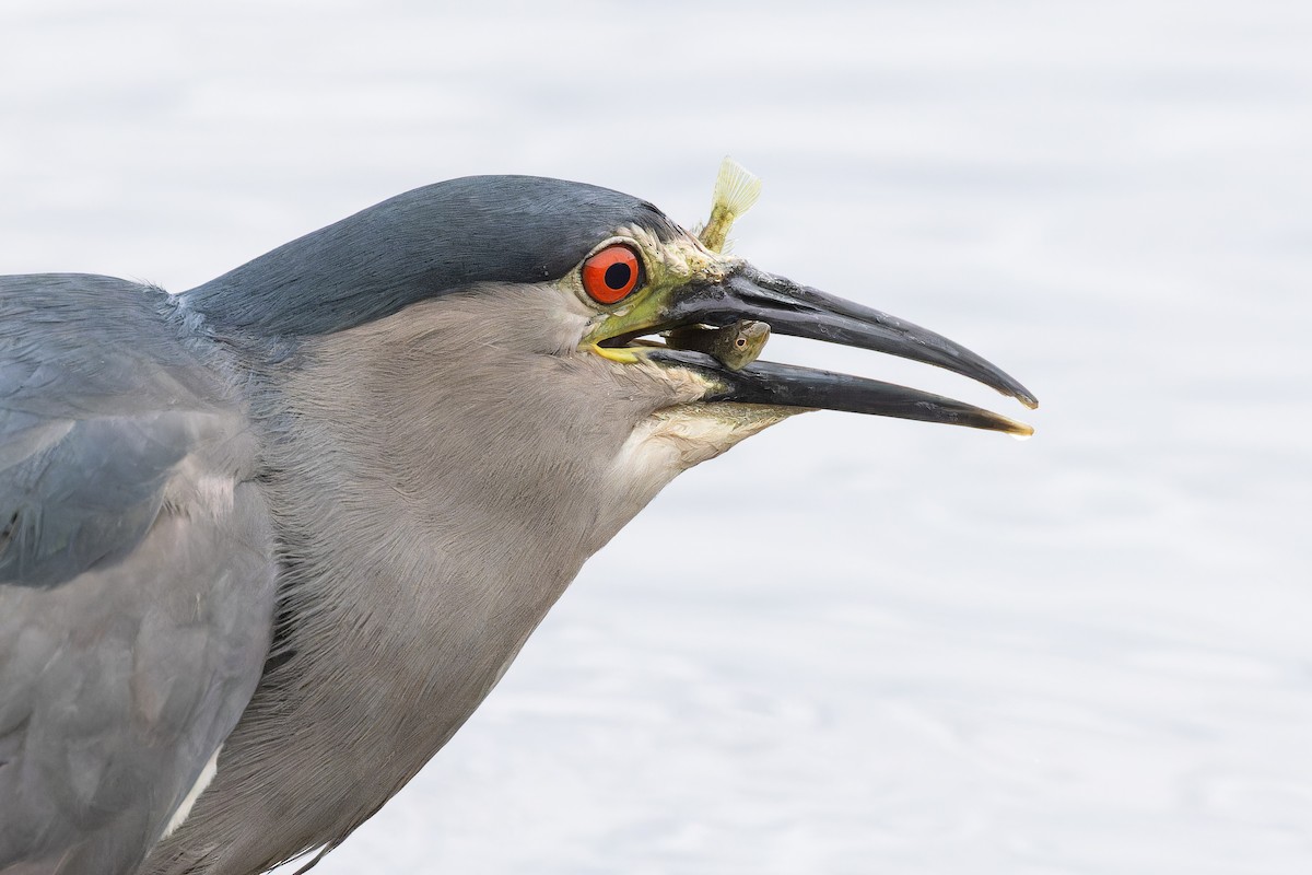 Black-crowned Night Heron (Dusky) - ML615406563