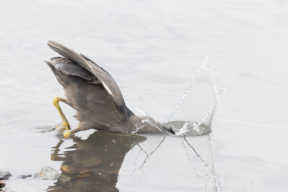 Black-crowned Night Heron (Dusky) - ML615406565