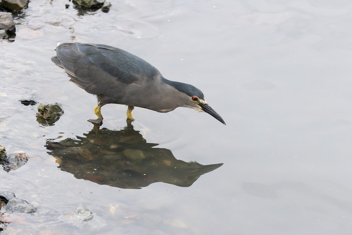 Black-crowned Night Heron (Dusky) - ML615406567