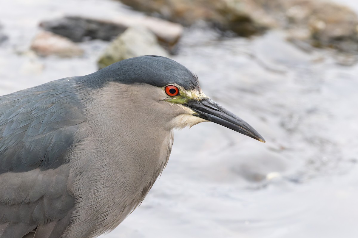 Black-crowned Night Heron (Dusky) - ML615406570