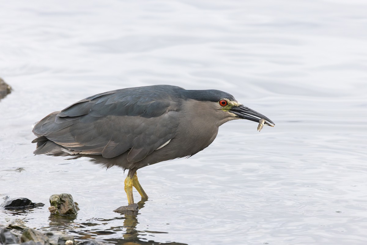 Black-crowned Night Heron (Dusky) - ML615406571