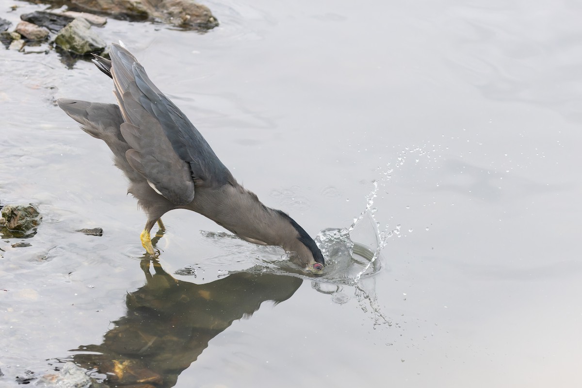 Black-crowned Night Heron (Dusky) - ML615406572