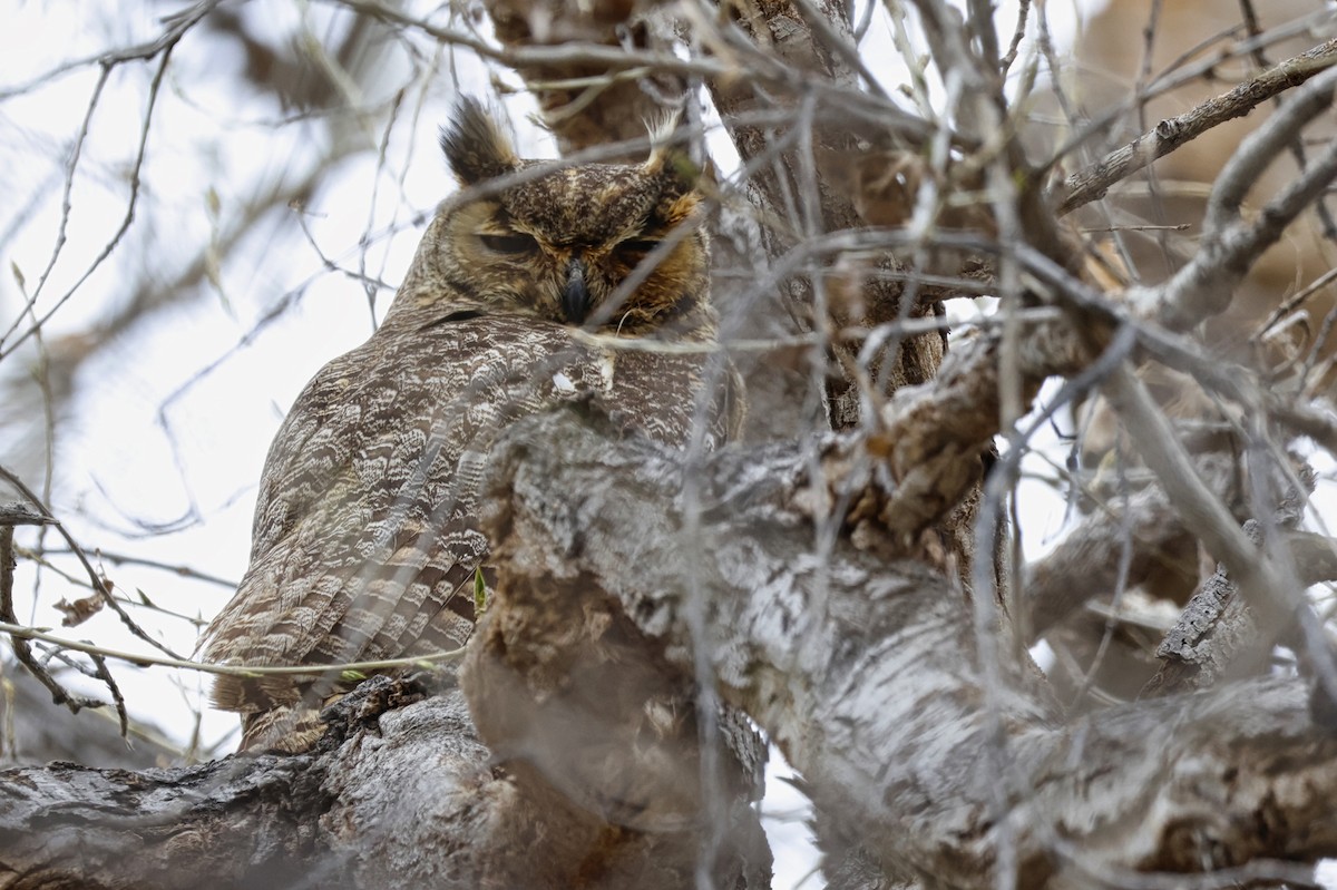 Great Horned Owl - ML615406631