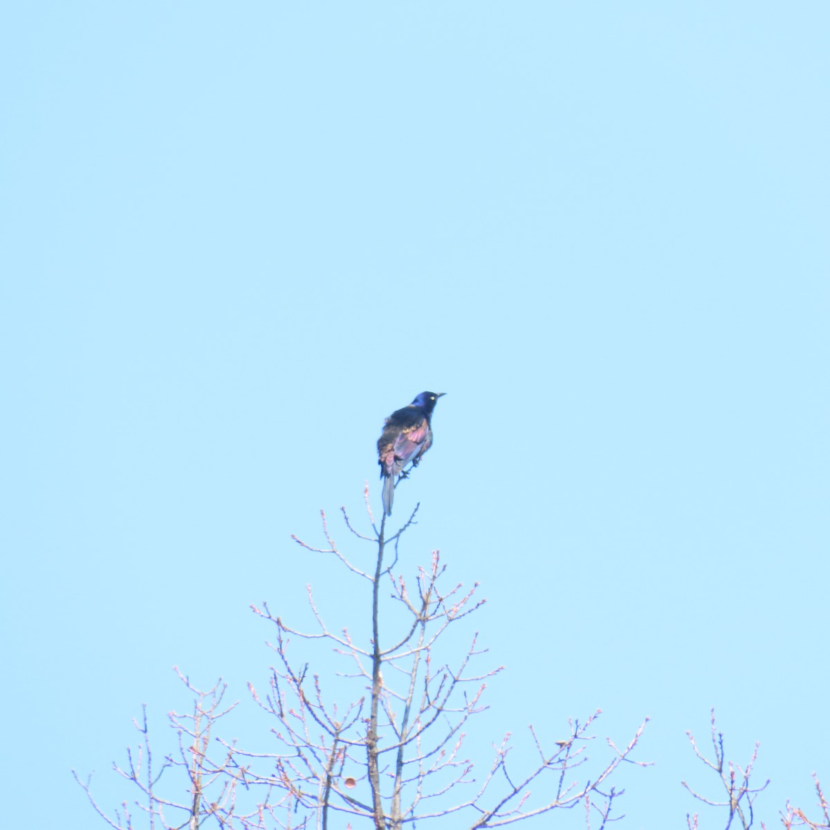 Common Grackle - ML615406661