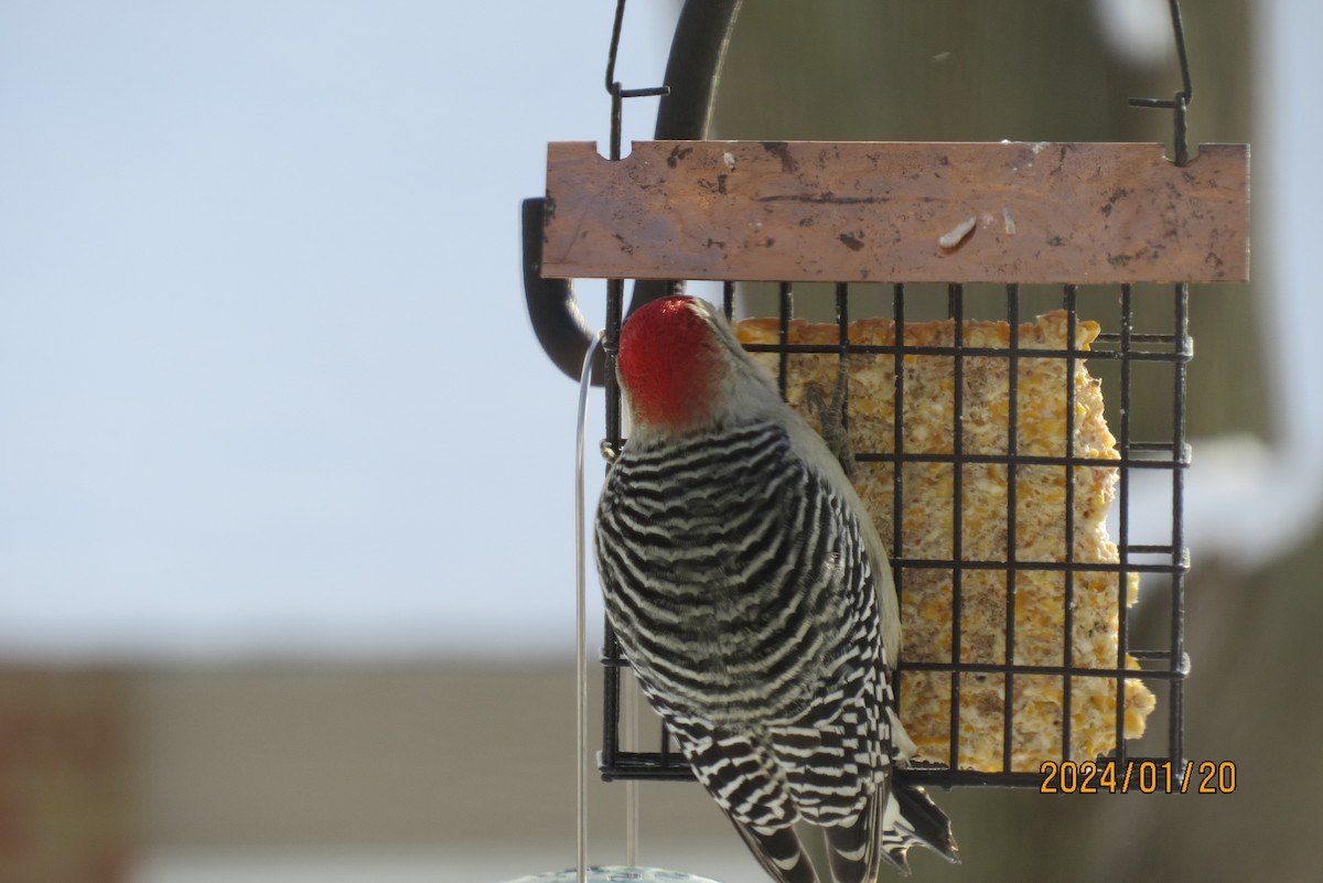 Red-bellied Woodpecker - ML615406695