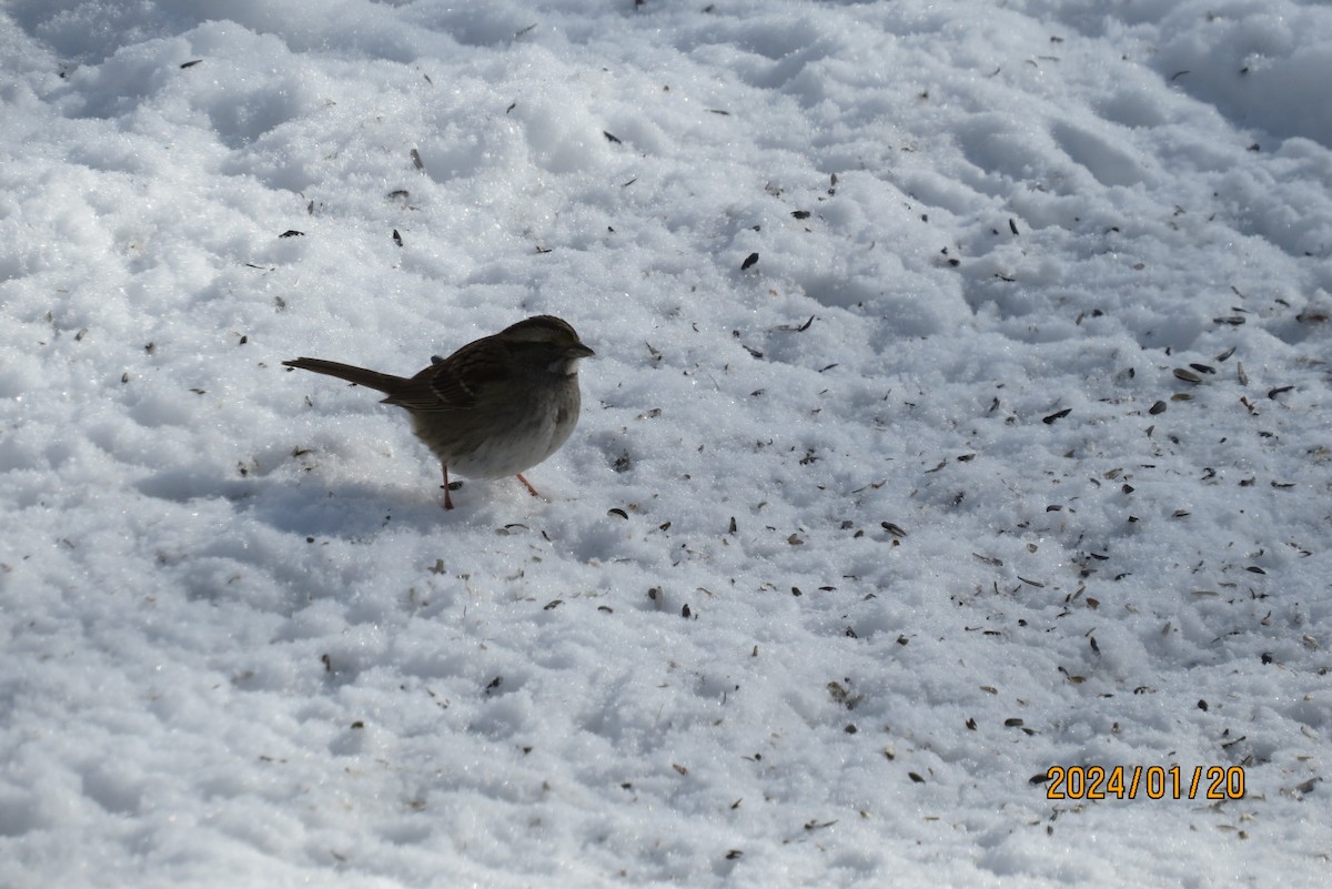 White-throated Sparrow - ML615406730