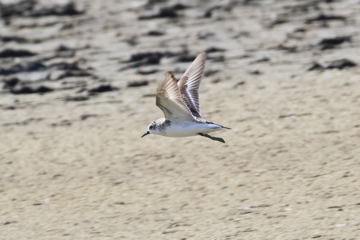 Red-necked Stint - ML615406734