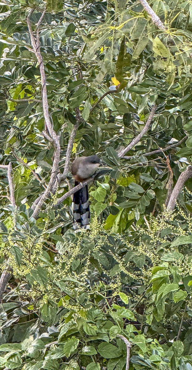 Chestnut-bellied Cuckoo - ML615406762