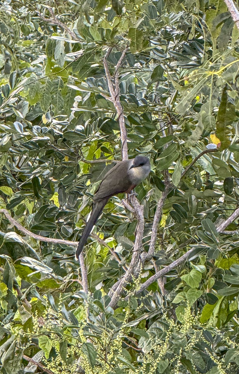 Chestnut-bellied Cuckoo - ML615406763