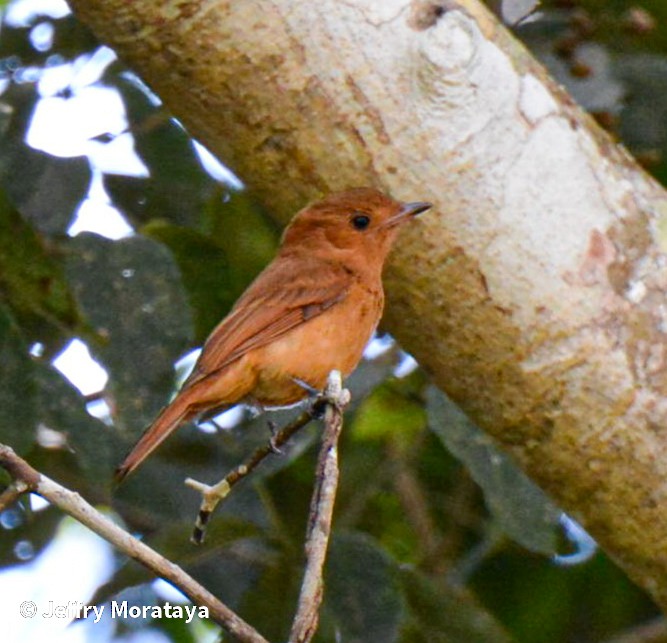 Rufous Mourner - Jeffry Morataya