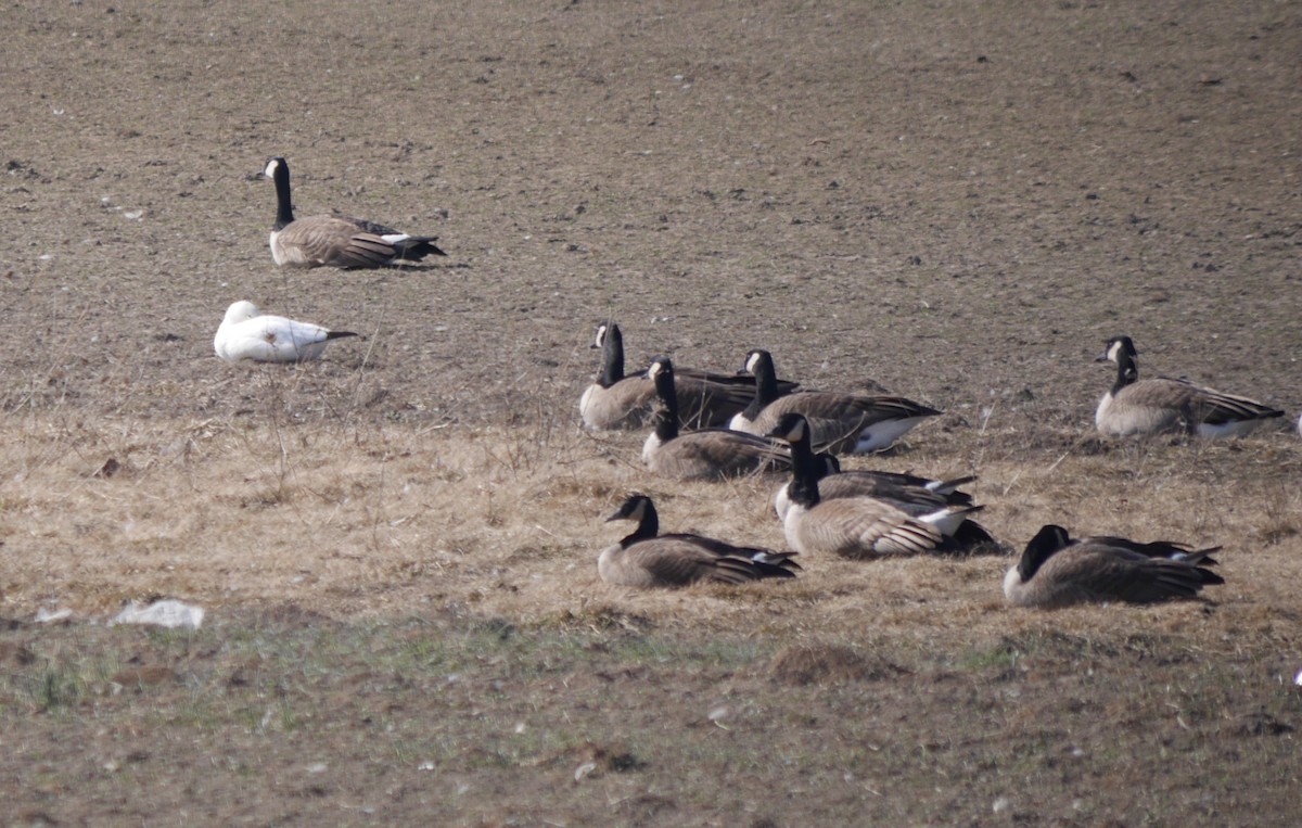 Ross's Goose - ML615406821