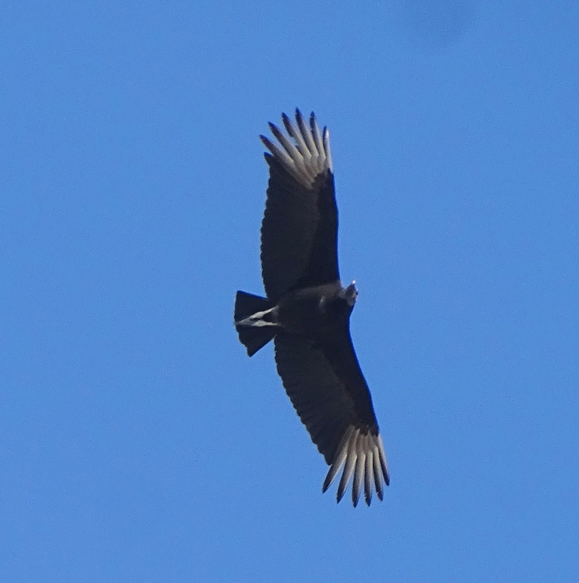 Black Vulture - judith morsink