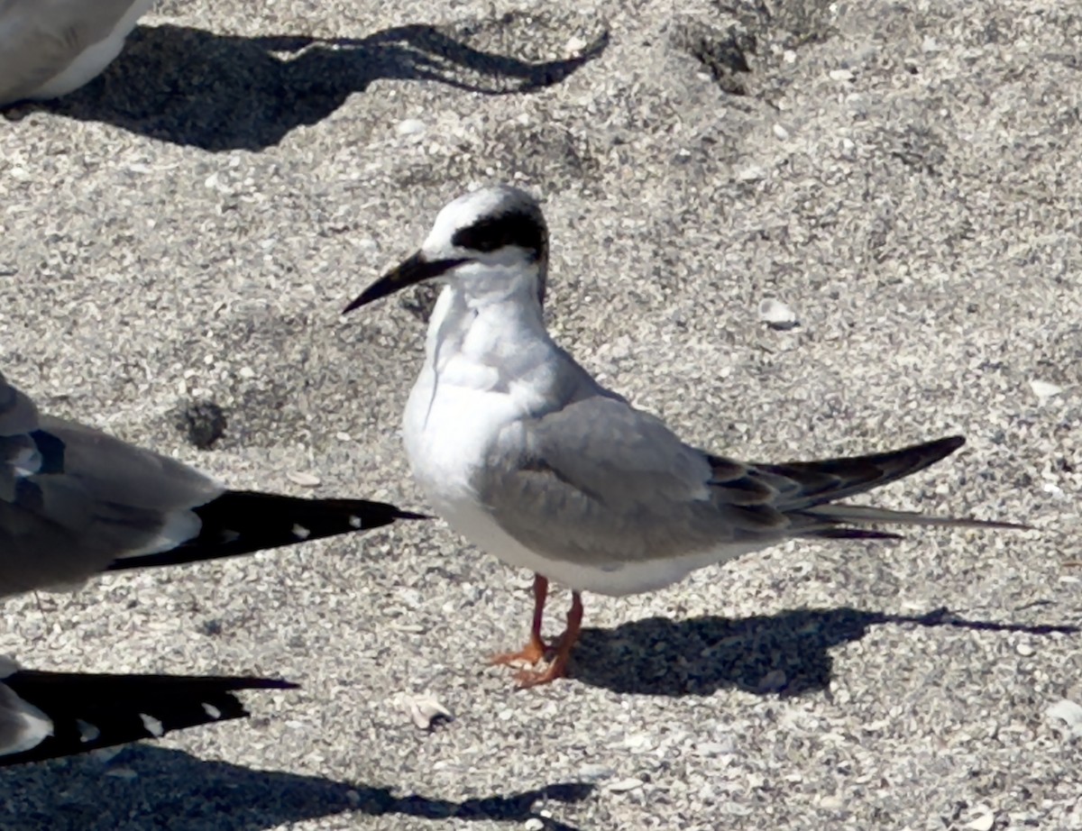 Forster's Tern - ML615406902