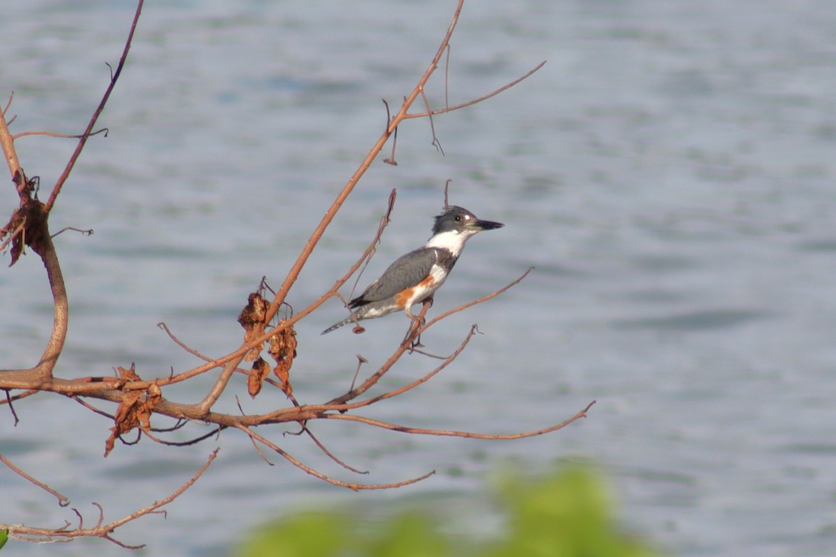Belted Kingfisher - ML615406911