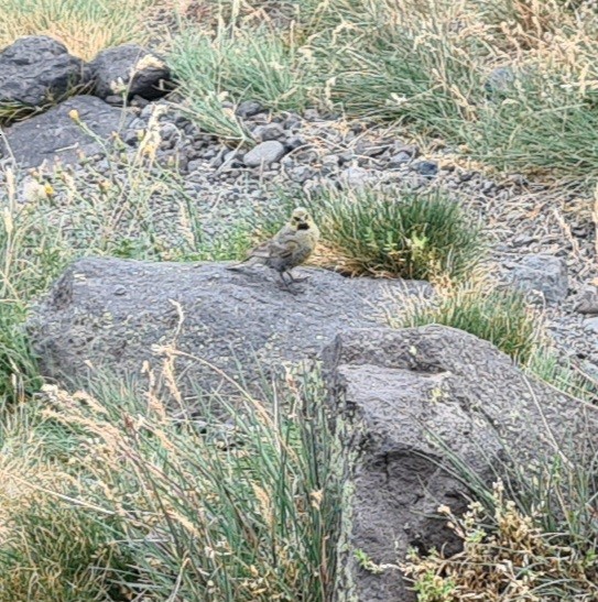 Yellow-bridled Finch - Tomás Saratscheff