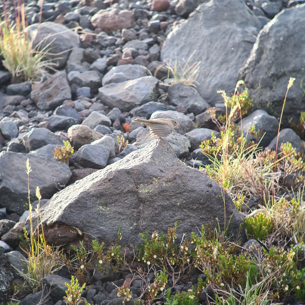 Yellow-bridled Finch - ML615406938