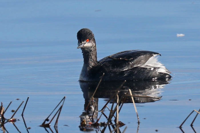 Eared Grebe - ML615406953