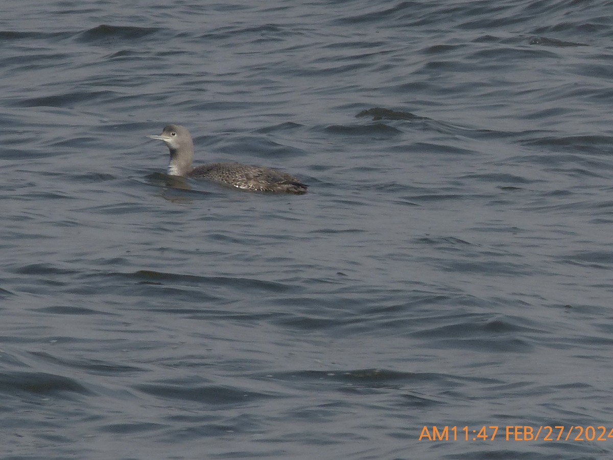 Red-throated Loon - ML615406957