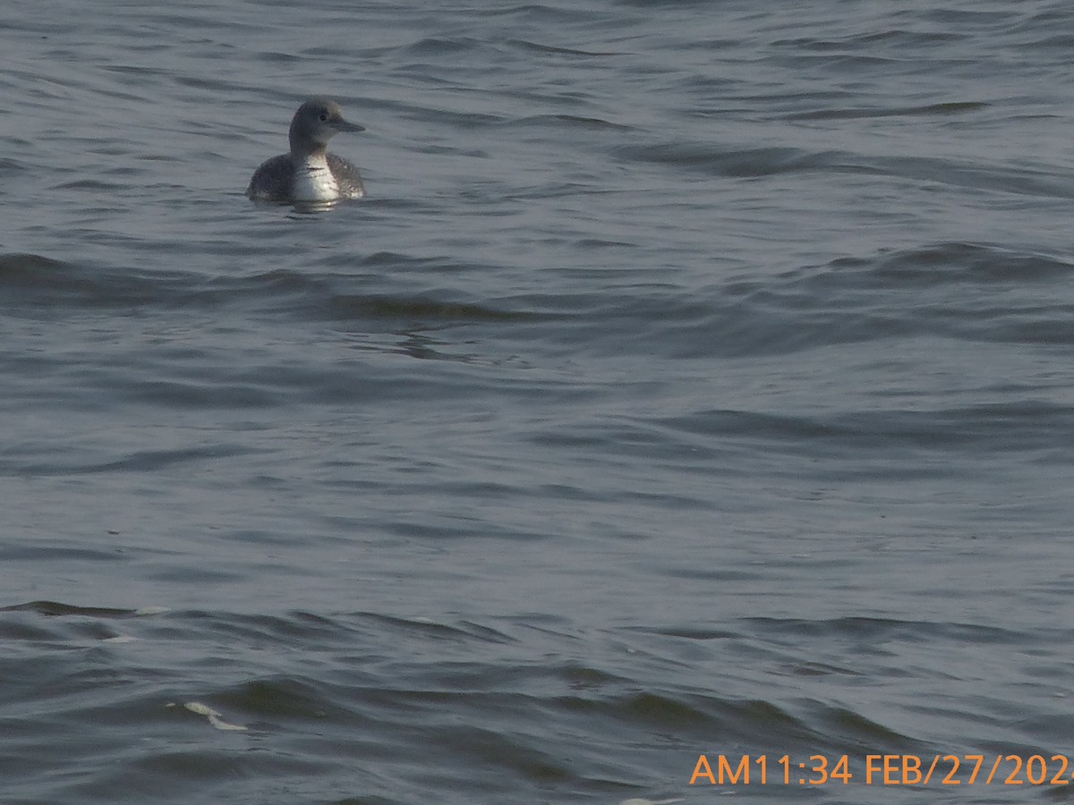 Red-throated Loon - ML615406958