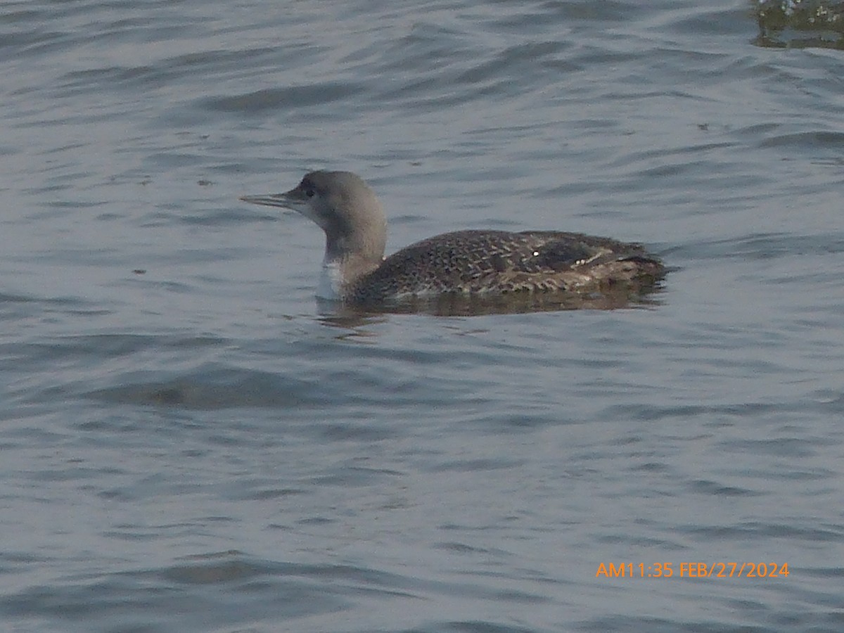 Red-throated Loon - ML615406959