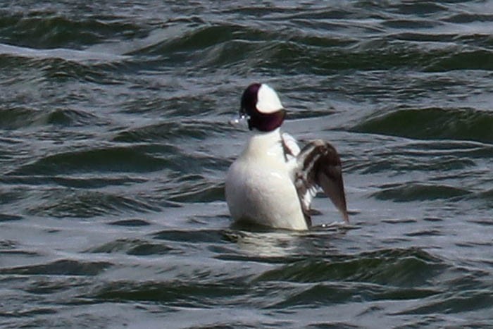 Bufflehead - ML615406979