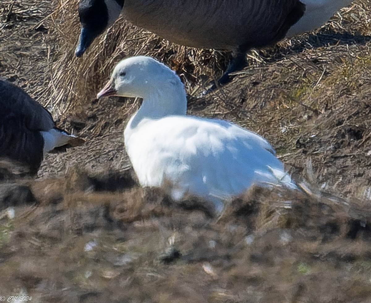 Ross's Goose - ML615407001