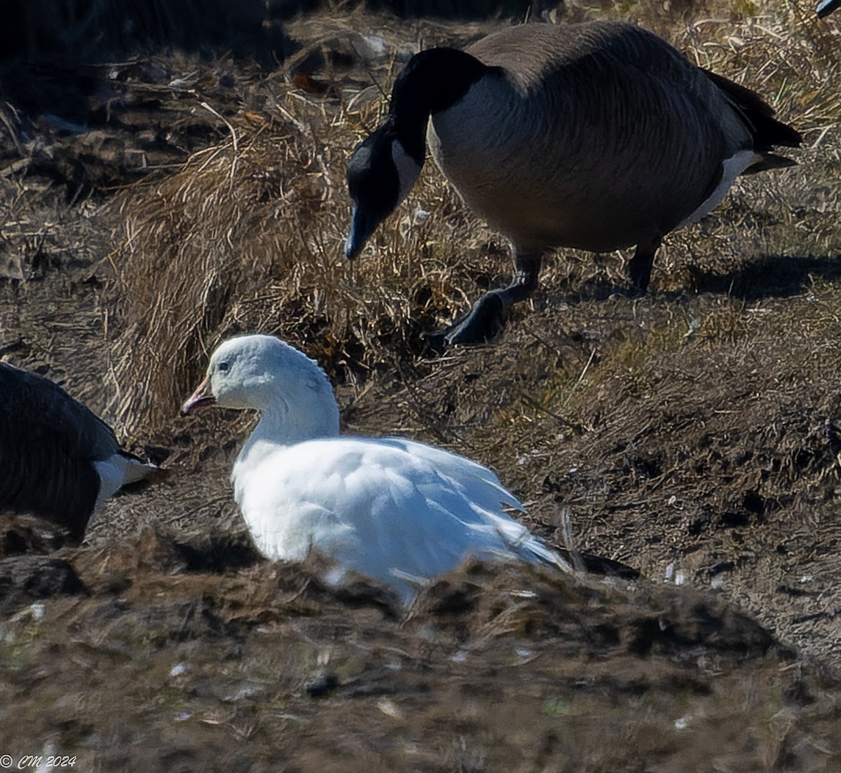 Ross's Goose - ML615407003