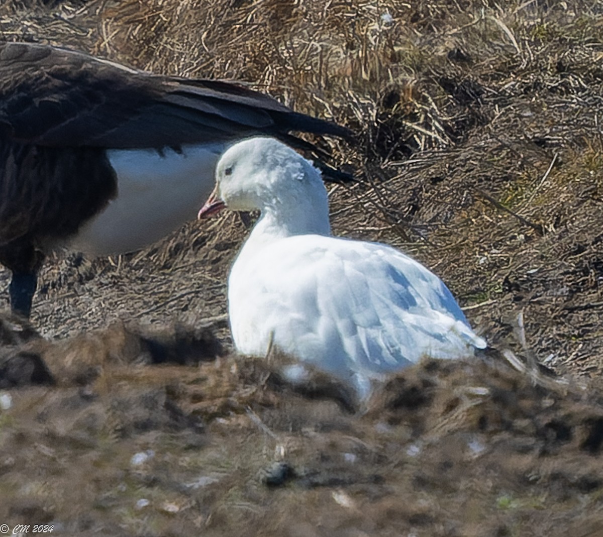 Ross's Goose - ML615407004