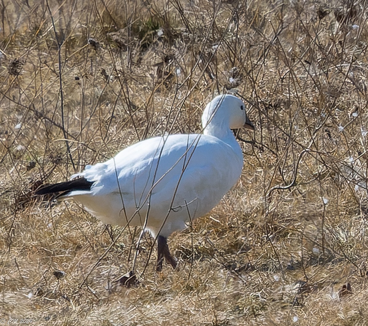 Ross's Goose - ML615407005