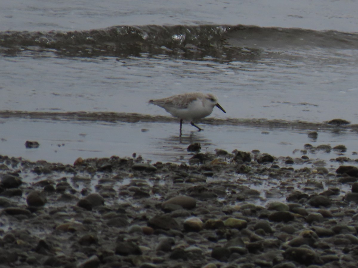 Sanderling - Ken W. Brown