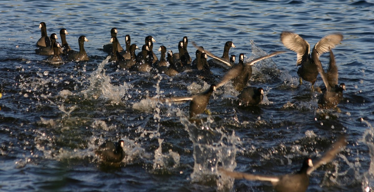 American Coot - ML615407178