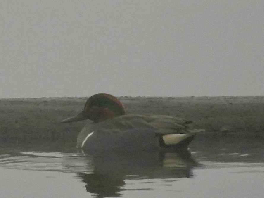 Green-winged Teal - ML615407205