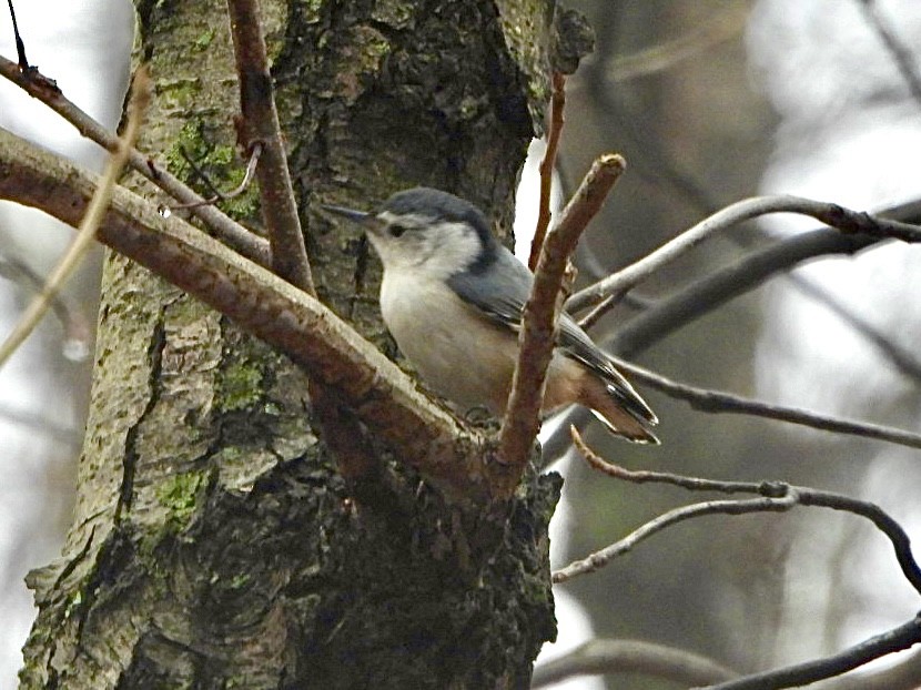White-breasted Nuthatch - ML615407244