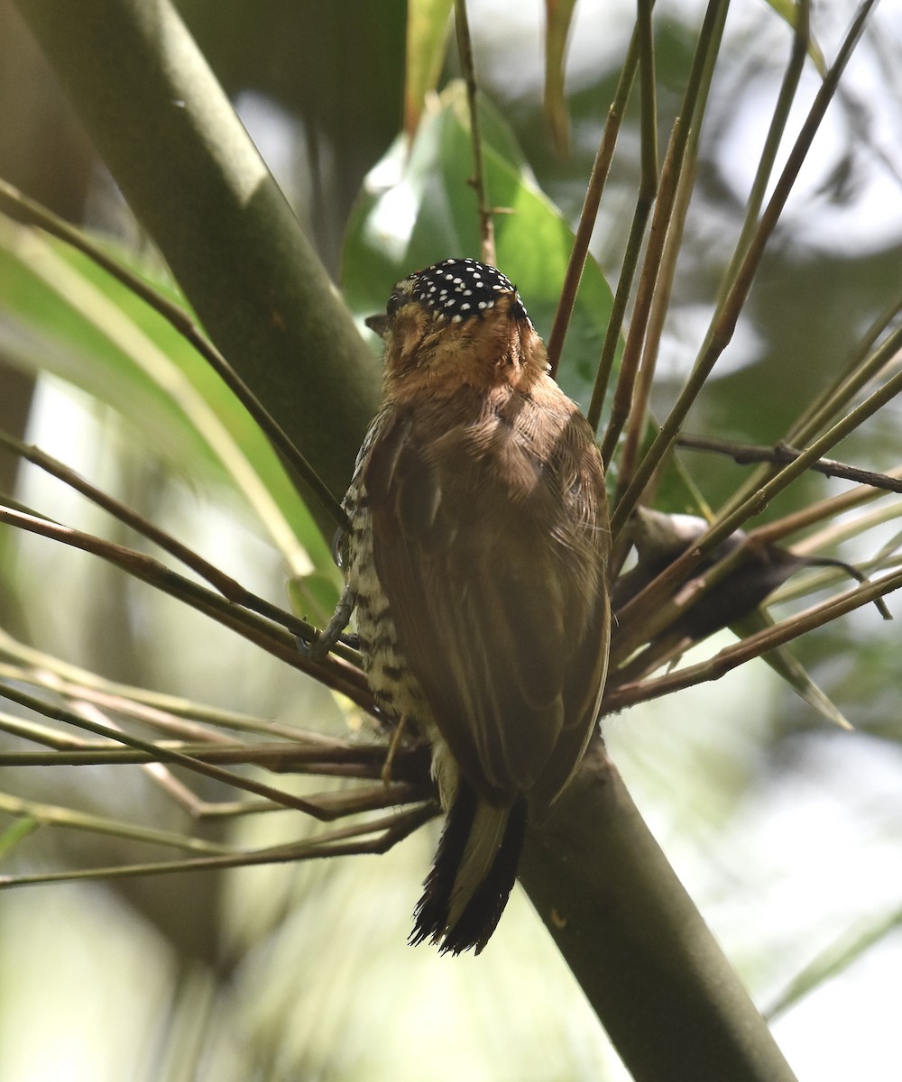 Ochre-collared Piculet - ML615407253