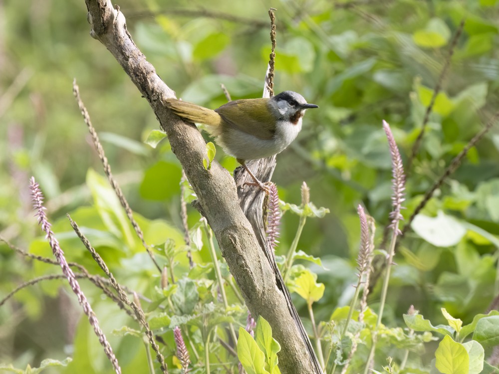 Gray-capped Warbler - Eleanor H Sarren