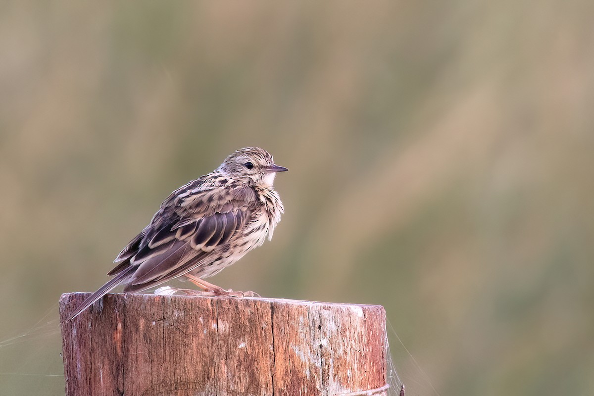 Correndera Pipit - ML615407297