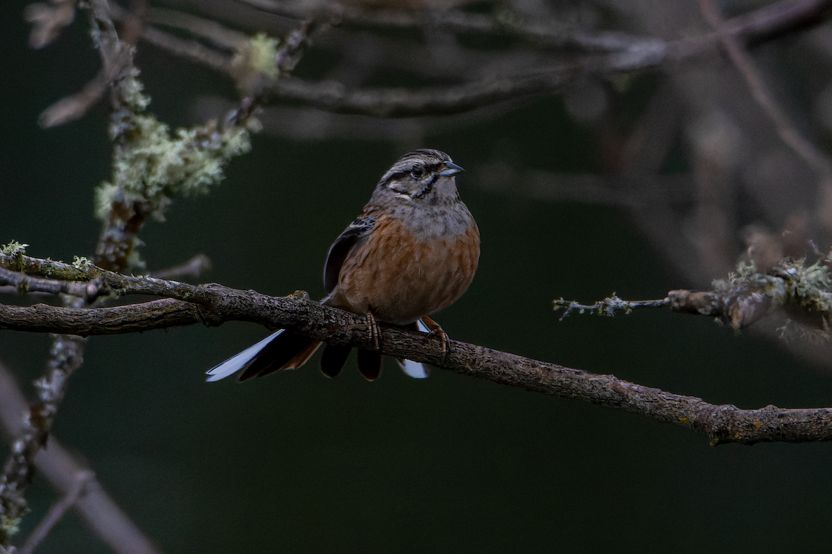 Rock Bunting - ML615407300