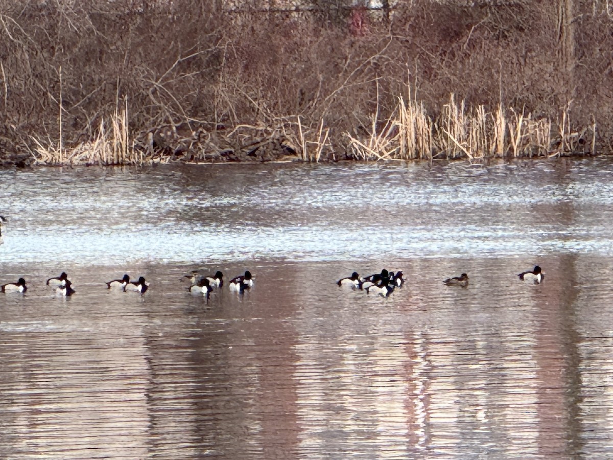 Ring-necked Duck - ML615407317