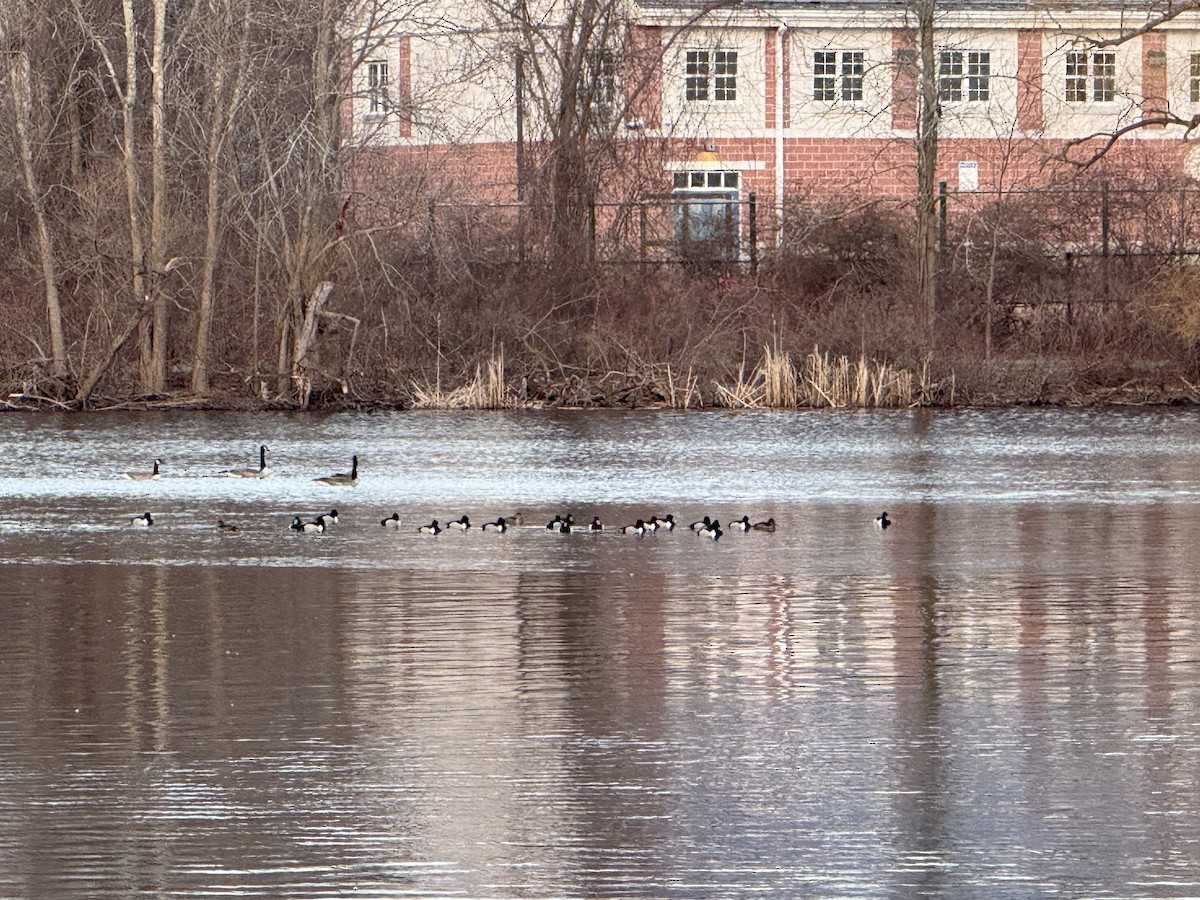 Ring-necked Duck - ML615407318