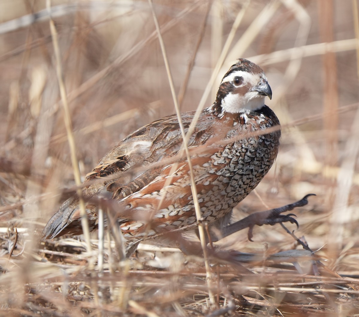 Northern Bobwhite - ML615407323