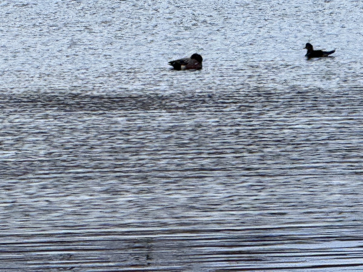 American Wigeon - ML615407362