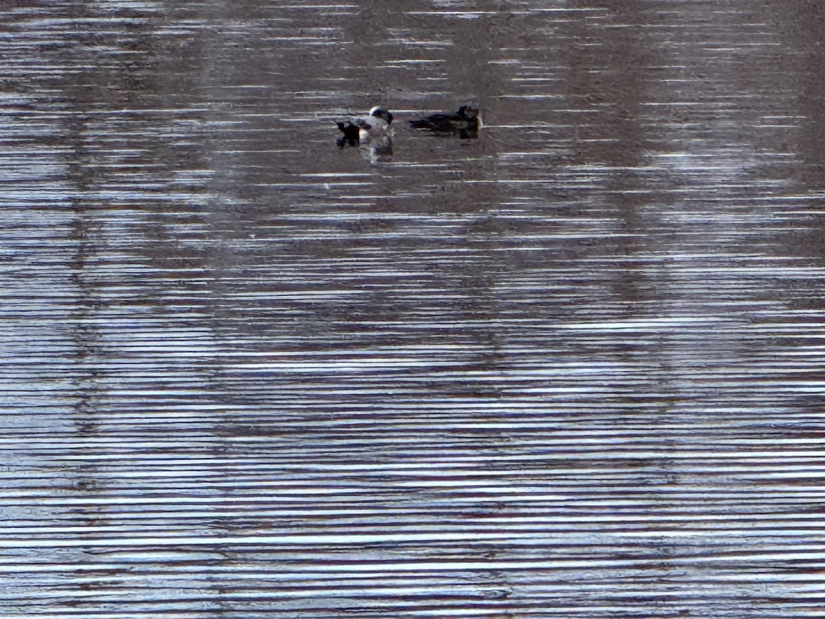 American Wigeon - ML615407363