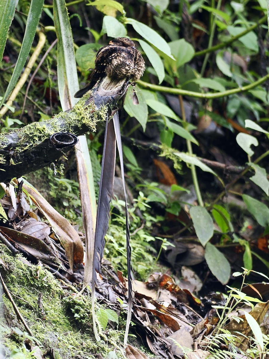 Lyre-tailed Nightjar - Gabriel Willow